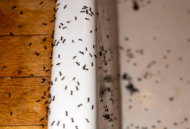 Best Best Pest Control Companies  in Bluffton, OH