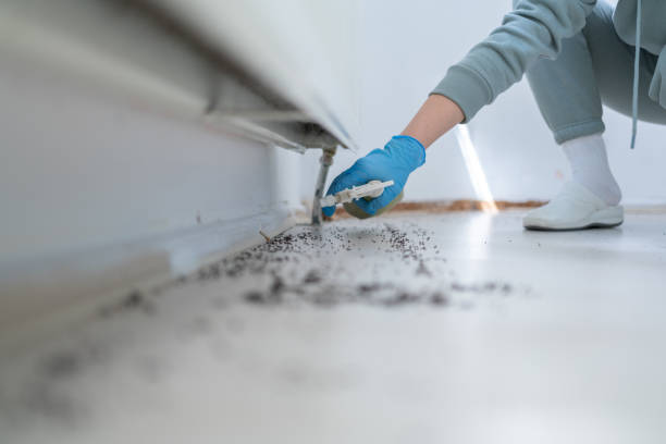 Best Wasp Removal Services  in Bluffton, OH